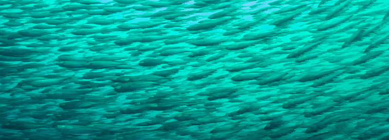 Ciencia Regional: Impacto del cambio climático en la pesca