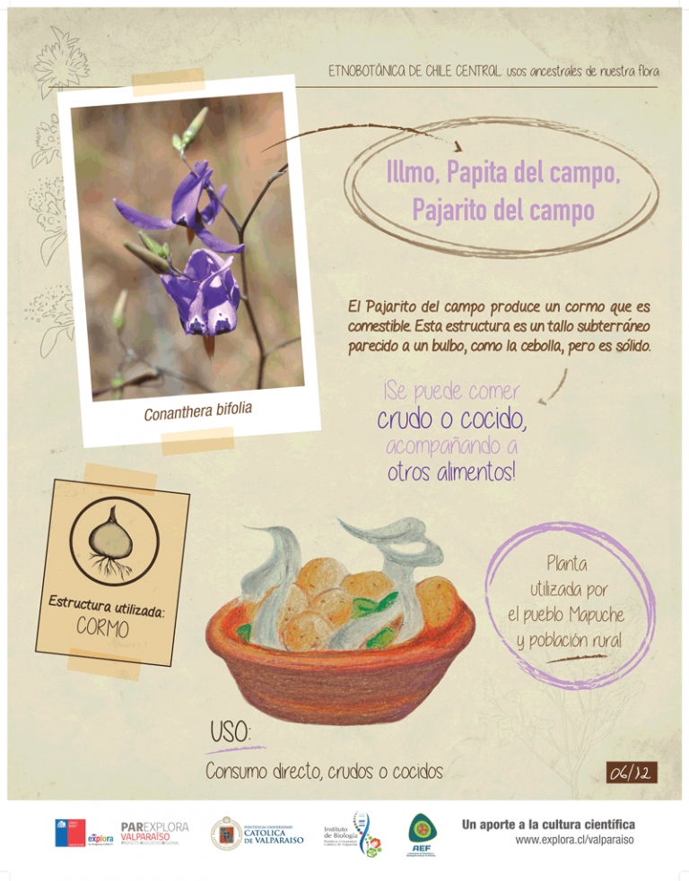 ¡Viajero! Conoce los usos ancestrales de nuestra flora en Metro Valparaíso