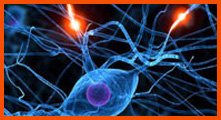 Ciencia Regional: Neuroplasticidad, comprender el cerebro y mantenerlo en forma