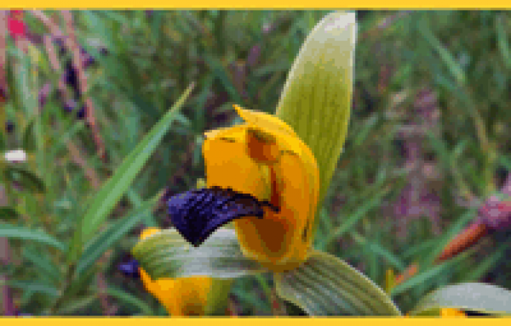 Orquideas-BOX