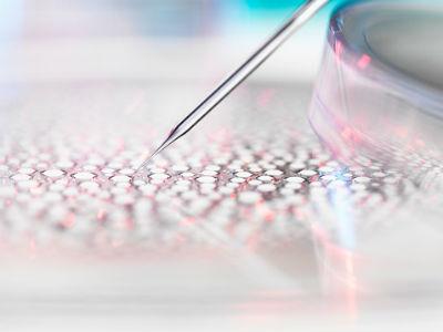 Ciencia Regional: En busca de la píldora de la juventud