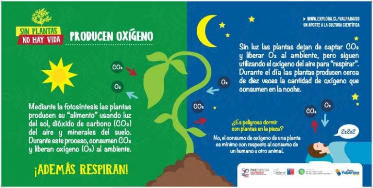 ¡Viajero! Conoce la importancia de las plantas para la vida en Metro Valparaíso