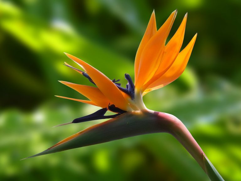 ¡Descubre los secretos de las plantas durante febrero en nuestros Viernes de Cultura Científica!